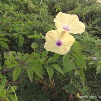 Ipomoea tuberculata Ker Gawl.